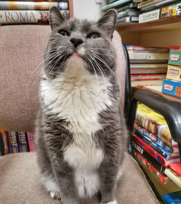 A Bookstore Cat Has Been Visited for Years, and Kids Bring Drawings of Him That Hang on the Walls