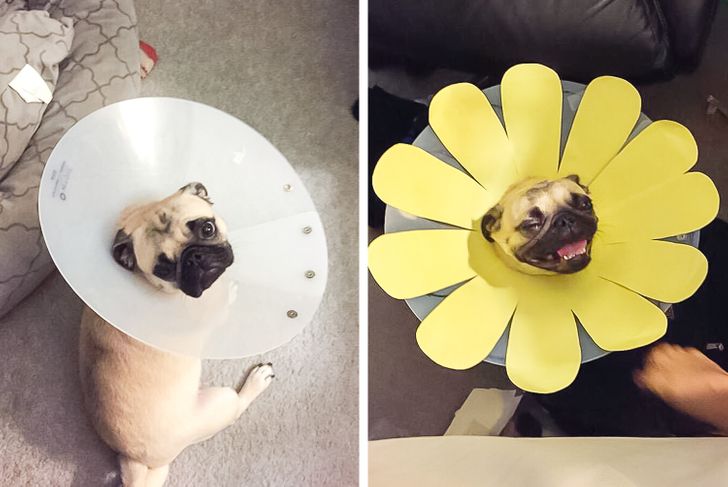 17 Touching Stories About Animals That'll Strike You Right in the Heart