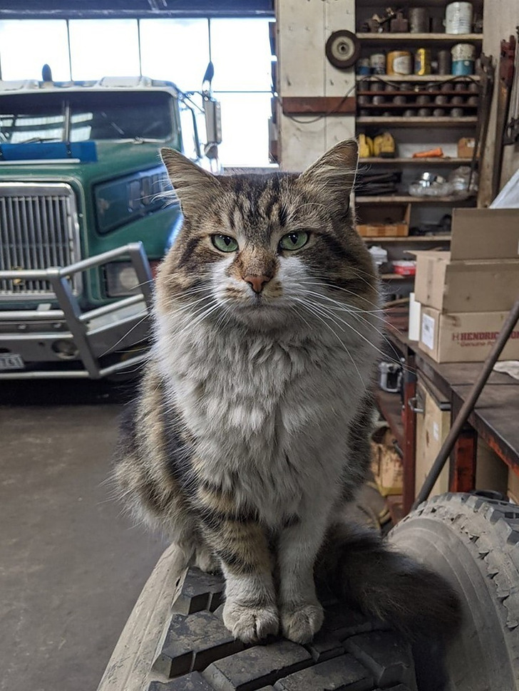 Oscar the Truck Repair Cat Was Born Under the Woodpile and Now Runs the Place