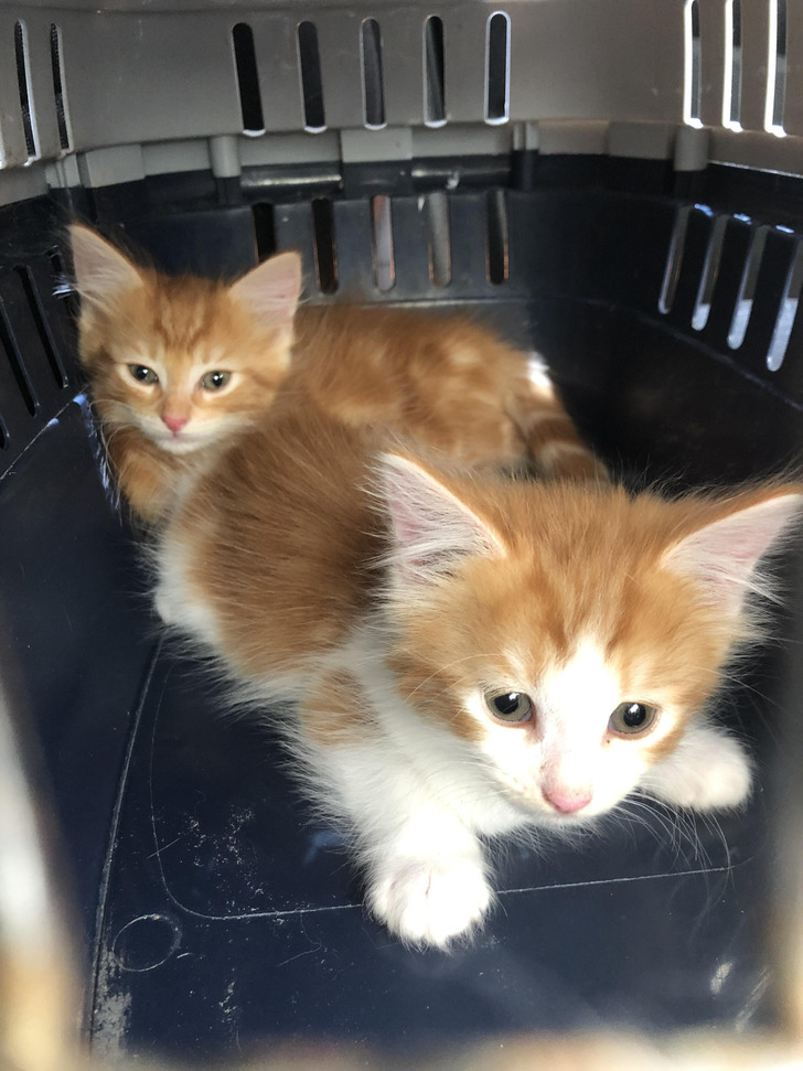 A Foster Who Had Named 300 Kittens Finally Ran Out of Ideas for Two More