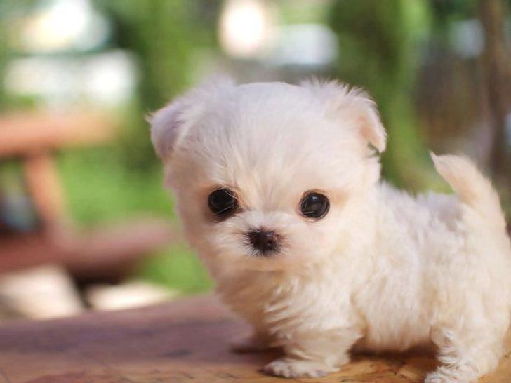 cutest animal breeds