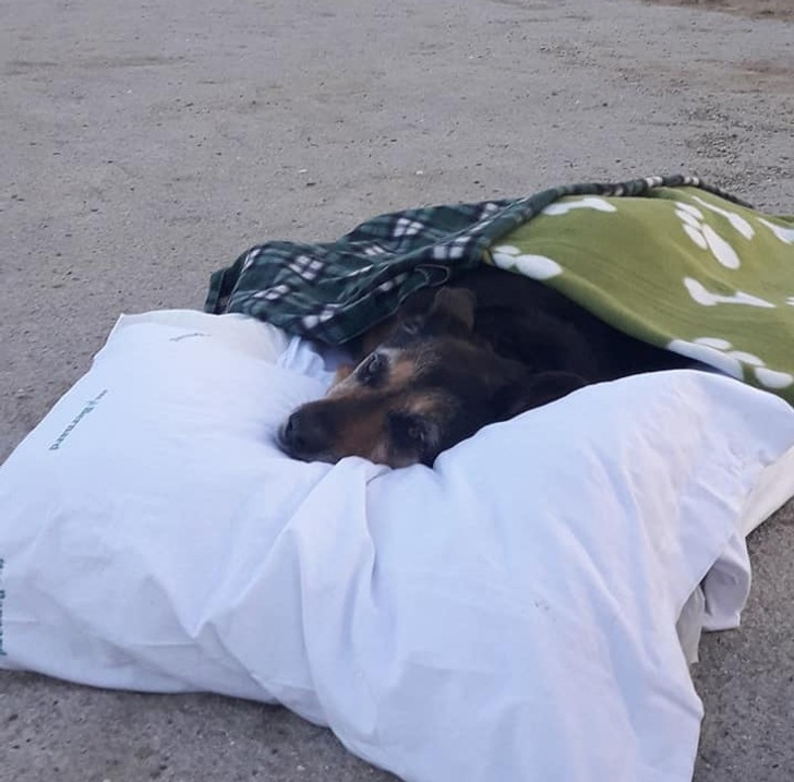 A dog resting its face on a pillow, with blankets over its body, laying down on a beach.