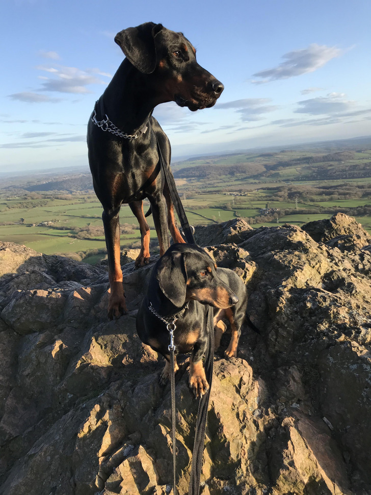Little and Large on a Mountaintop: Guess Who the Boss Is