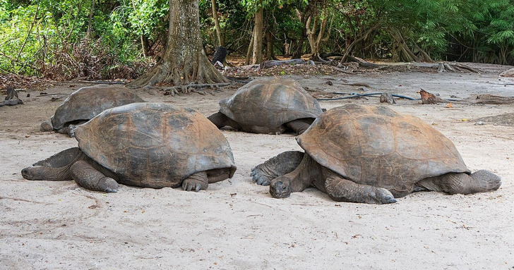 Aldabra giant tortoises on Curieuse Island, Seychelles