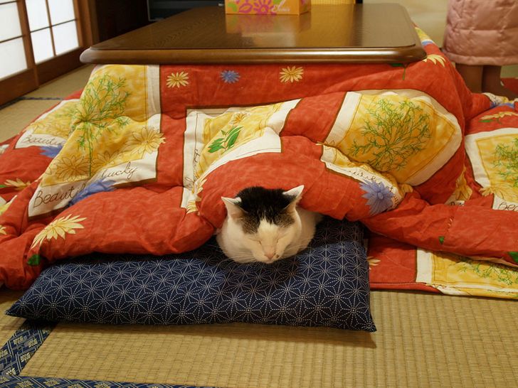 Japan doesn’t have central heating. This is how they survive in winter — it’s ingenious!