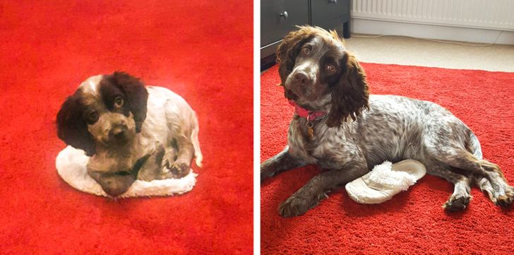20+ People Who Realized That Their Pets Would Grow Up, but Life Still Managed to Surprise Them