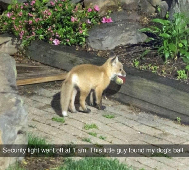 The Security Light Went Off at 1 A.M., and a Fox Kit Had Found the Dog’s Ball