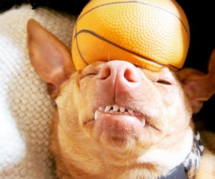 15+ Selfless Pets Who Were Ready to Do Anything for Their Owners