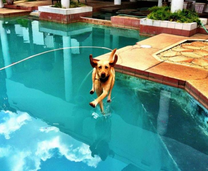 20 Hilarious Photos That Prove Pets Are Born to Enjoy Life / Bright Side