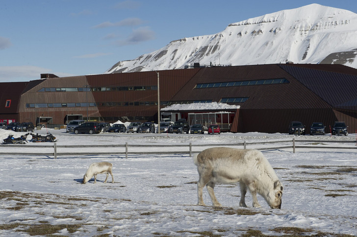 Reindeer outside the university building in Longyearbyen