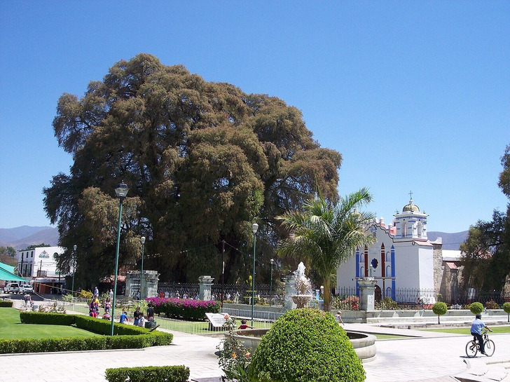 El Árbol del Tule, Oaxaca, Mexico