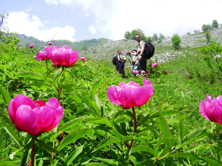 Hikers among wild peonies in the Rugova Mountains above Peja, Kosovo