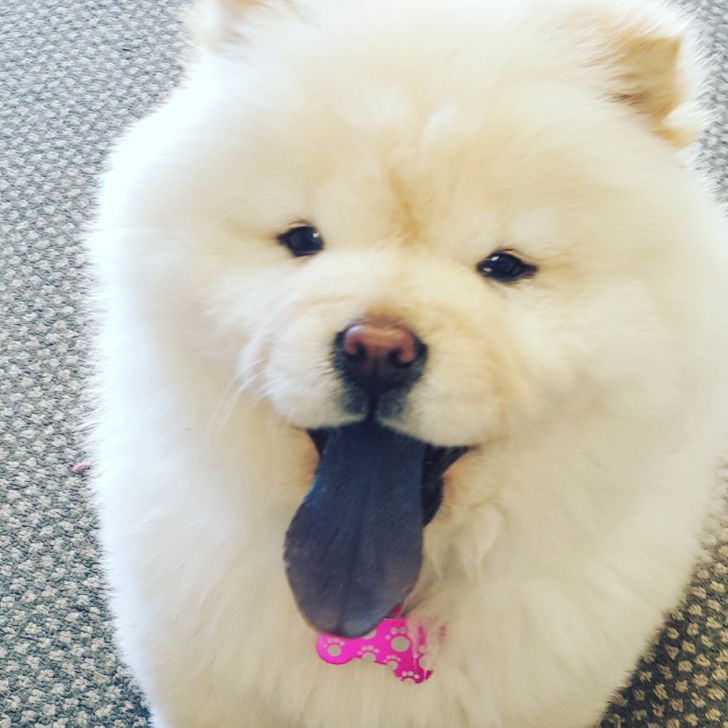 20 Reasons Why a Chow Chow Can Be Both a Fluffy Disaster and a Hurricane of Joy