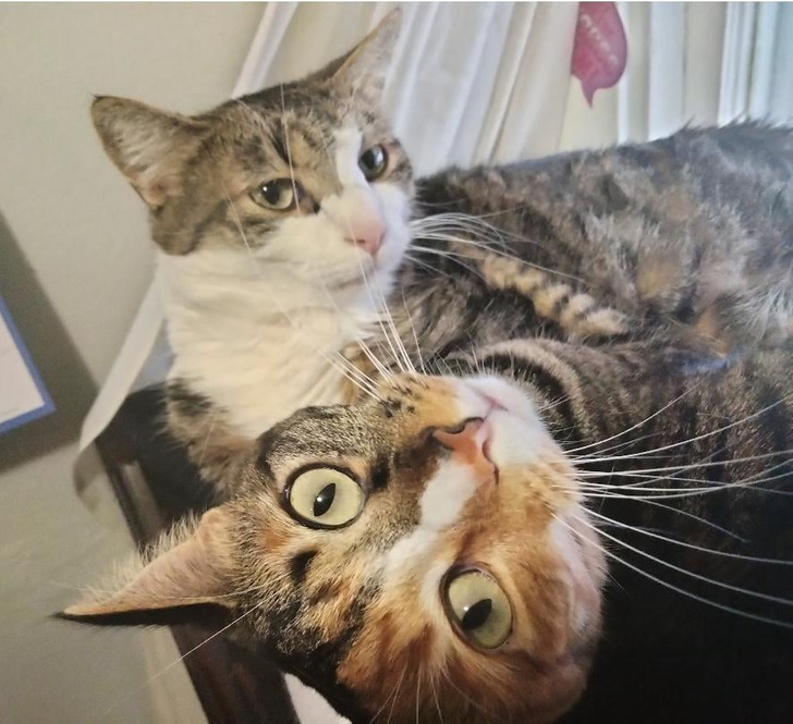 Ham and His Sister Cheese, Who Is Always Upside Down