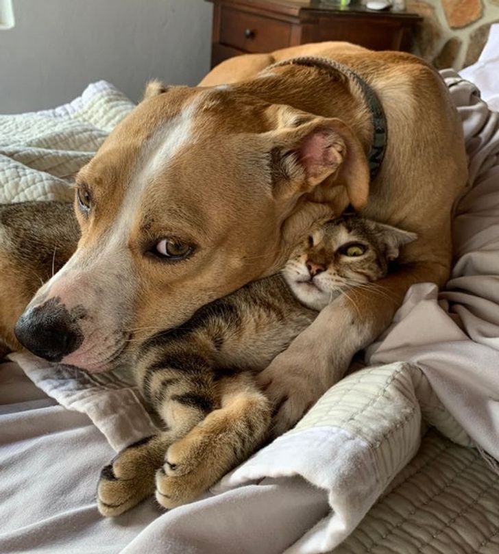18 Photos That Prove Cats and Dogs Have Their Own Kind of Relationships