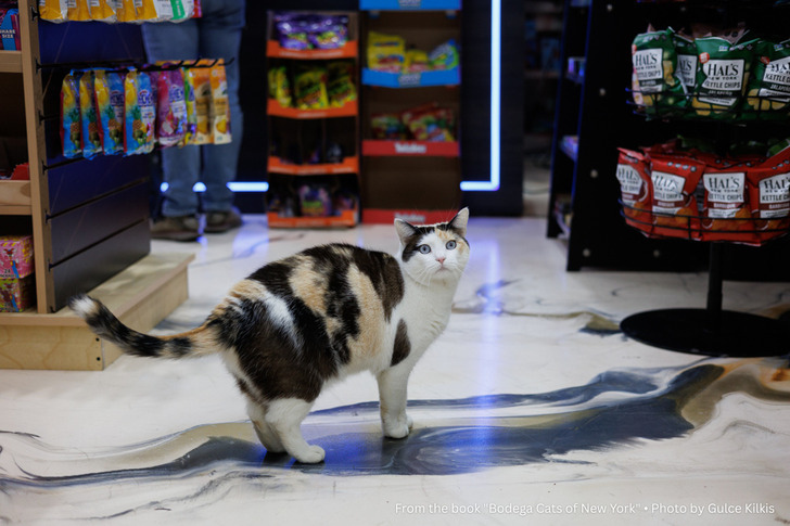 A Bodega Cat Solved a Four-Year Mouse Problem in Three Days, So the Owner Picked Floor Tiles to Match Her