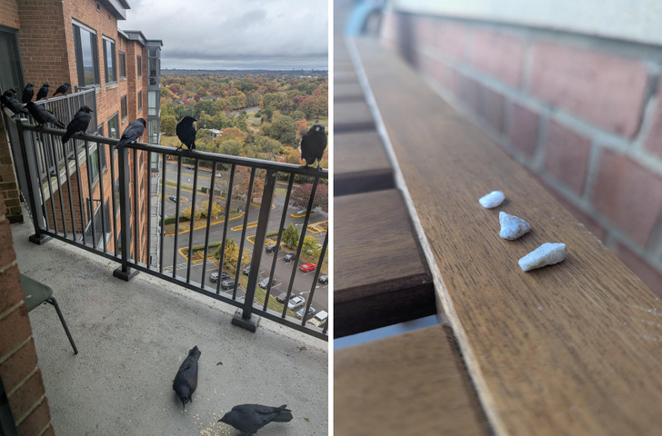Crows on a Balcony Who Started Leaving Pretty Rocks