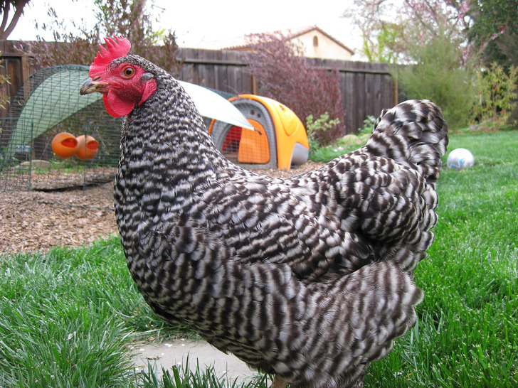 A backyard hen; Gertie’s own photos are not openly licensed