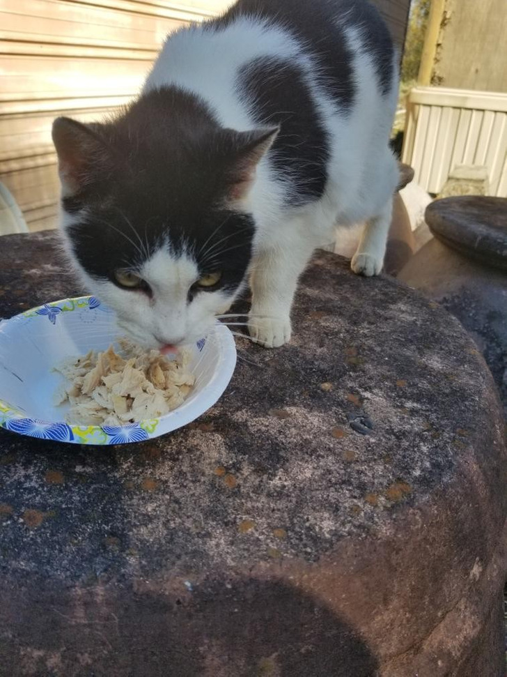 A Chipped Stray, 3 Months Missing and 60 Miles From Home