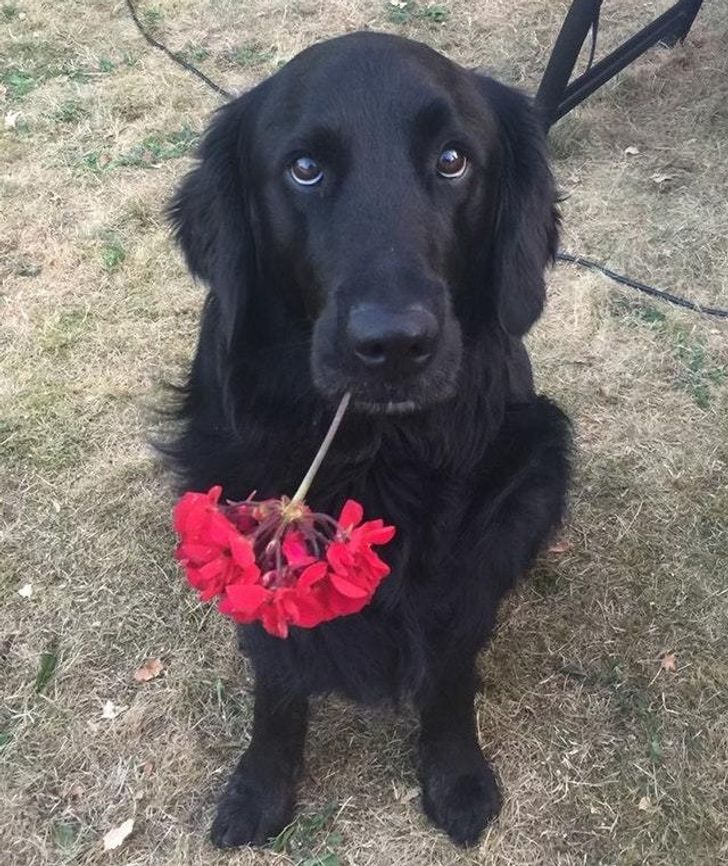 Black retriever giving red flowers to owner
