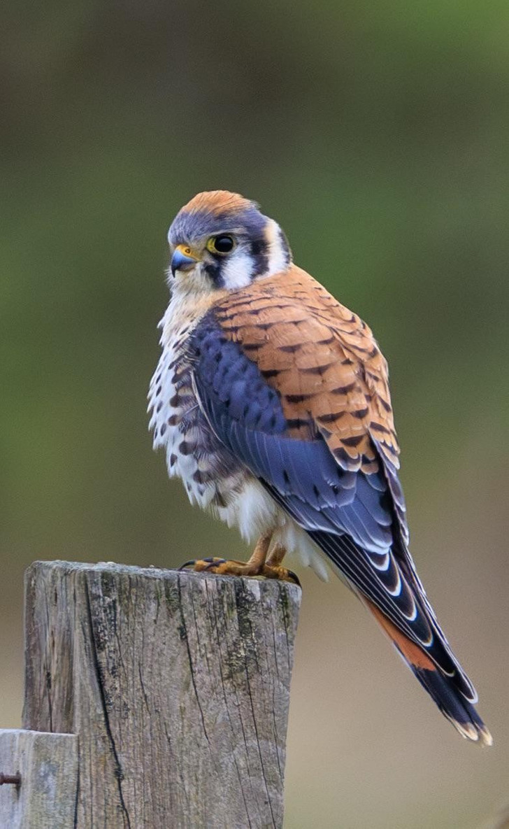 A Kestrel That Seemed to Say, “Go Ahead, Take the Shot”