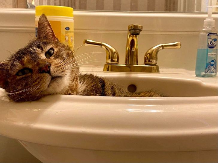 20 Photos Proving That Our Cats Aren’t Always the Sweet Kitties They Pretend to Be