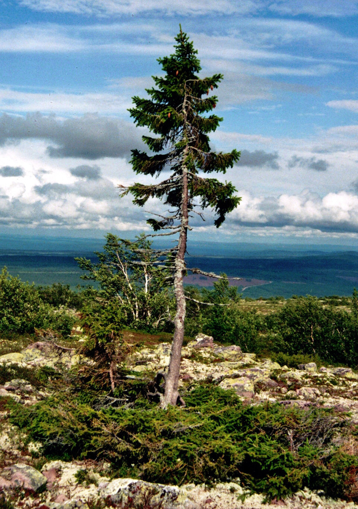 Old Tjikko on Fulufjället, Sweden