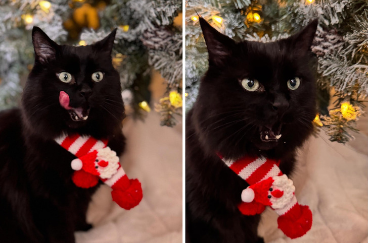 A Black Cat’s Favorite Outtakes From This Year’s Holiday Card