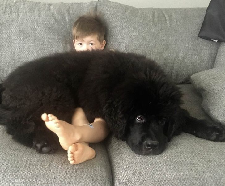 newfoundland dog baby