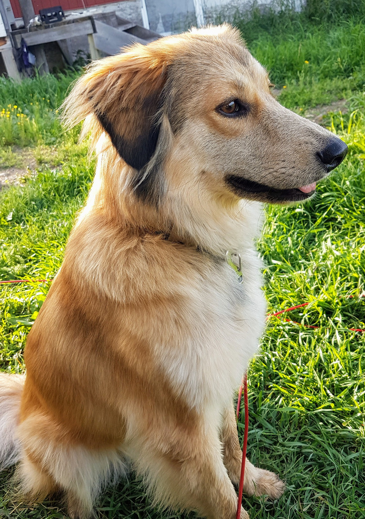 A Gentle “Rough Collie Mix” Who Turned Out to Be the Husky Her Owner Didn't Want
