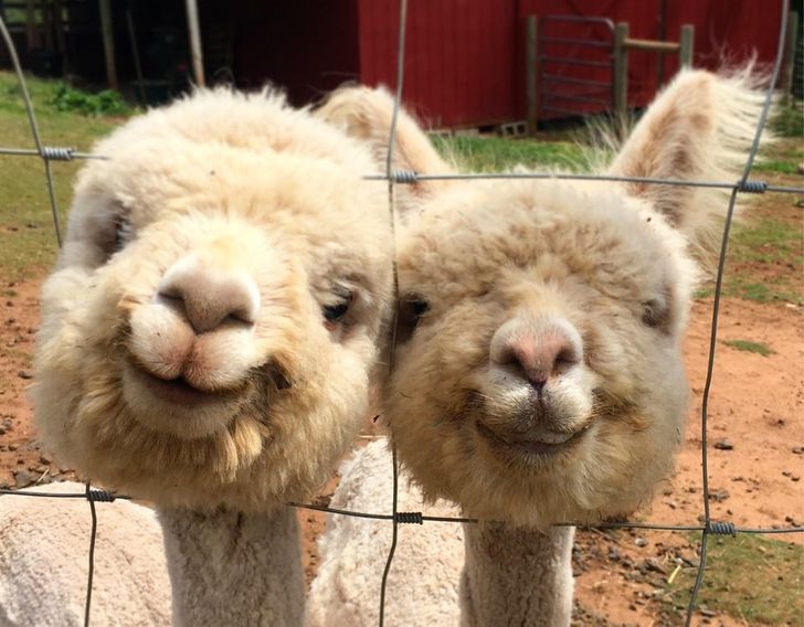 Photos Of Alpacas That Will All Put A Smile On Your Face