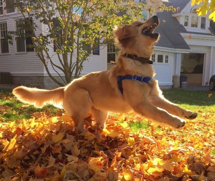 20 Animals Who Show Us What True Happiness Looks Like