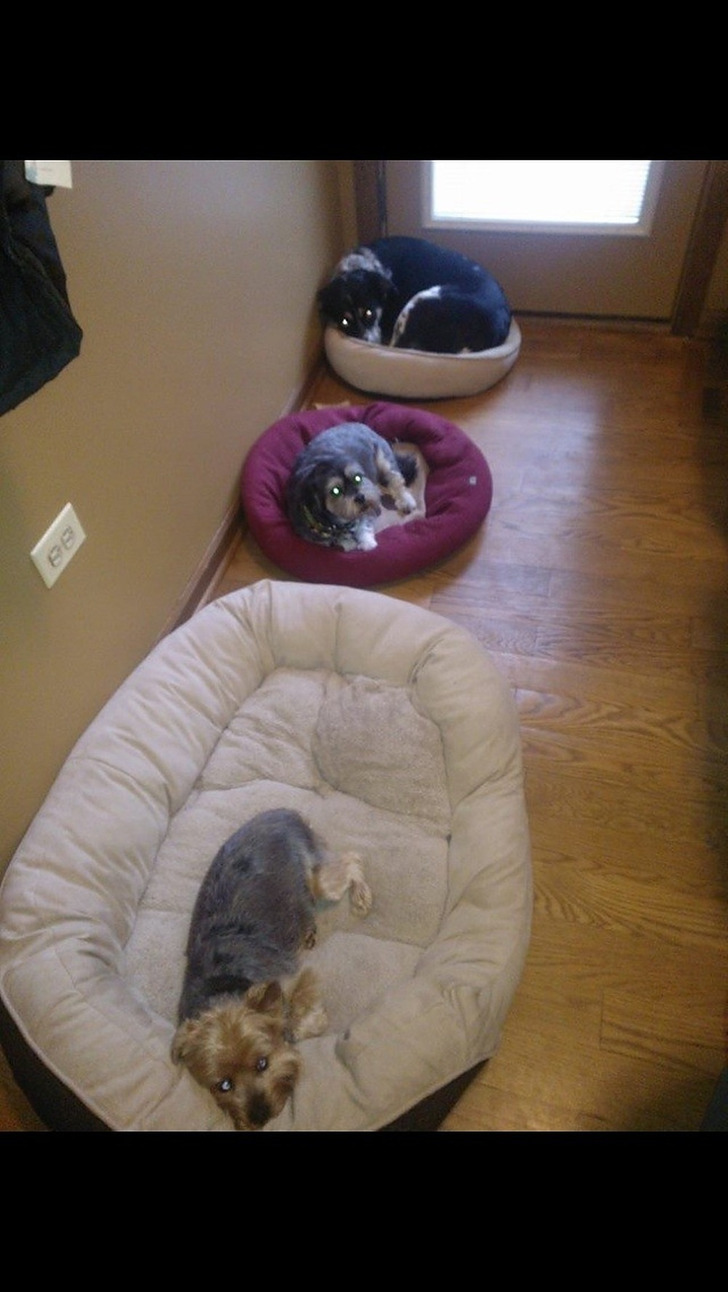 A 7-Pound Yorkie in Charge of a 60-Pound Pit Mix