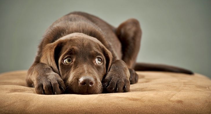 12 Things We Do That Dogs Absolutely Hate