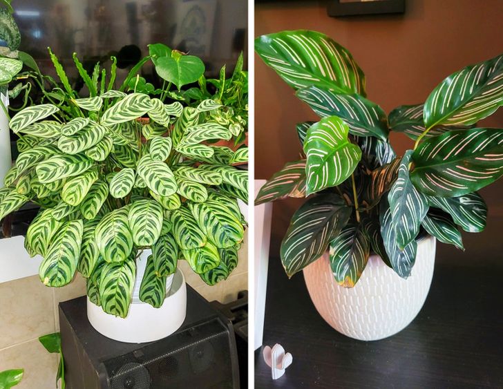 10 Plants That Can Absorb Moisture in Your Home