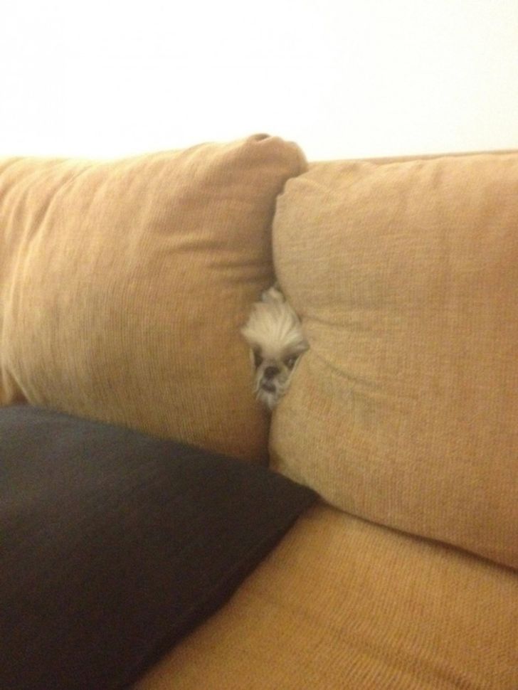 20 dogs who think they’ve found the perfect hiding place