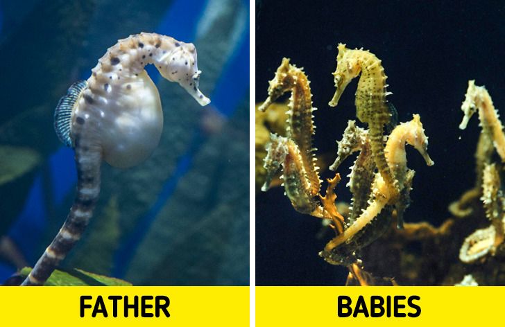 10 Bedazzling Animal Pregnancies That Show How Wise Mother Nature Is