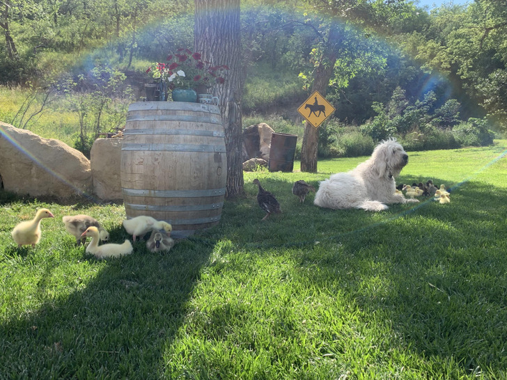 Merle, a Big Dog Who Babysits Ducklings and Goslings Every Spring