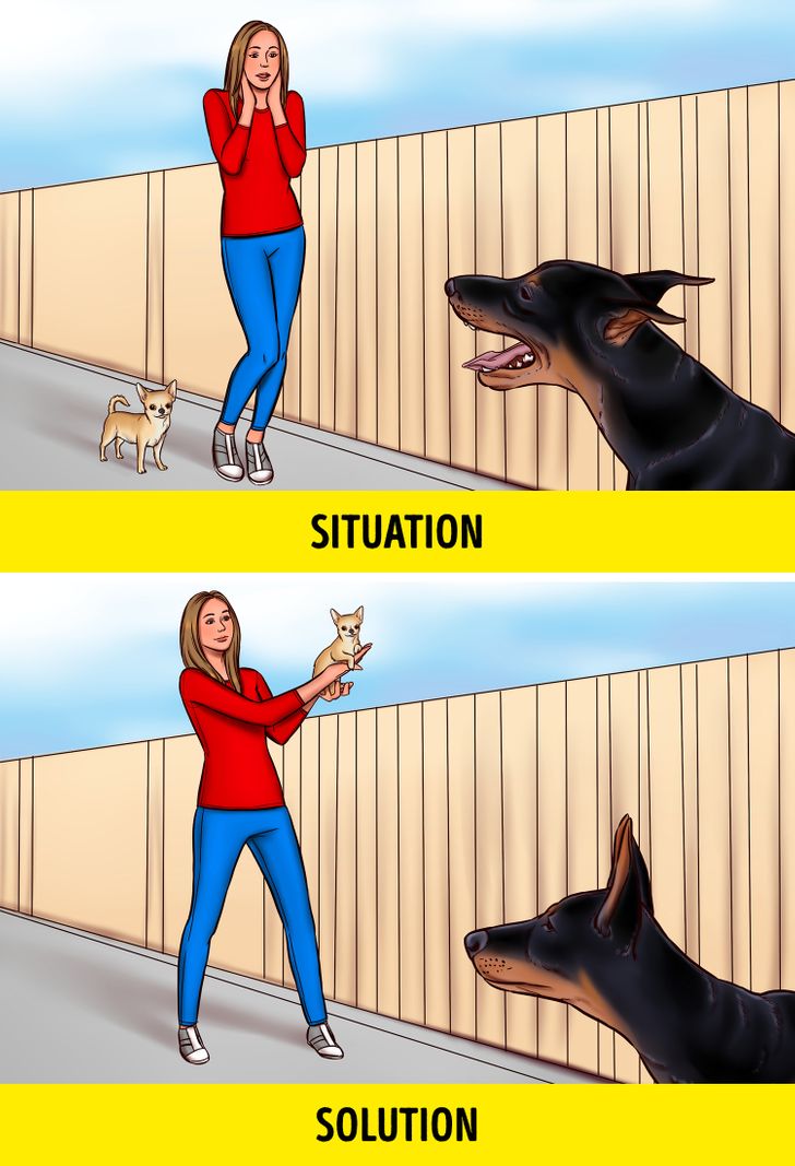 how do you keep a stray dog