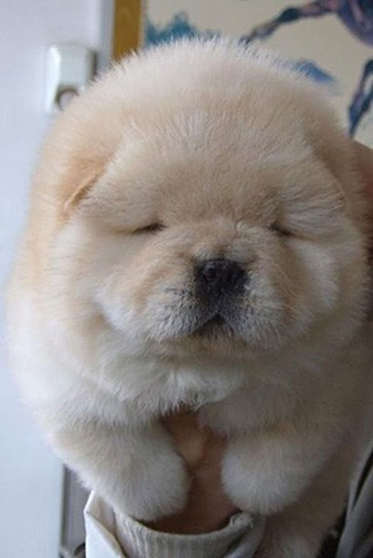 24 Chubby Animals That Are Aiming Straight at Your Heart