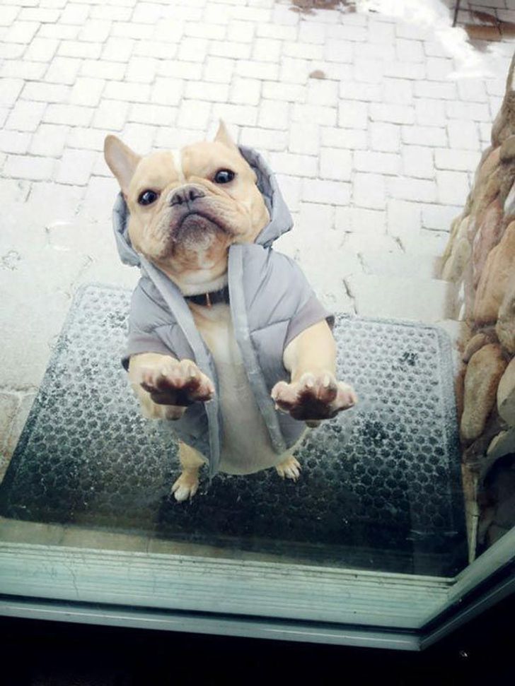 25 animals who are really, really eager to come inside