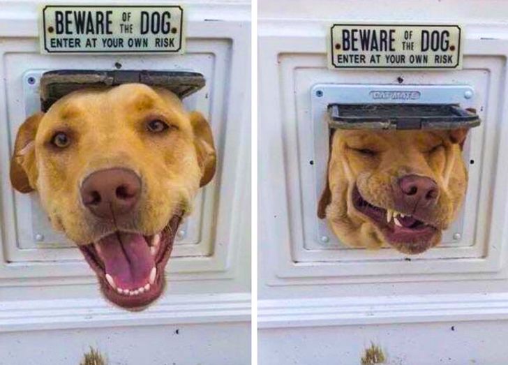 19 Photos of Cats and Dogs That Make Us Cry With Laughter