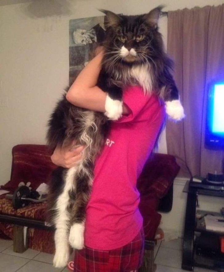 21 Majestic Maine Coon Cats That Will Show You Who S The Boss