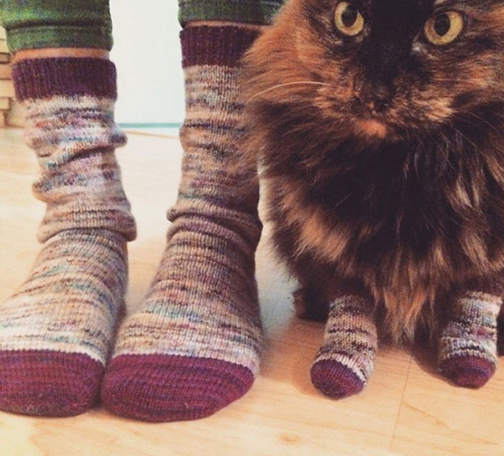 20 Hilarious Pictures Showing What Cats Are All About