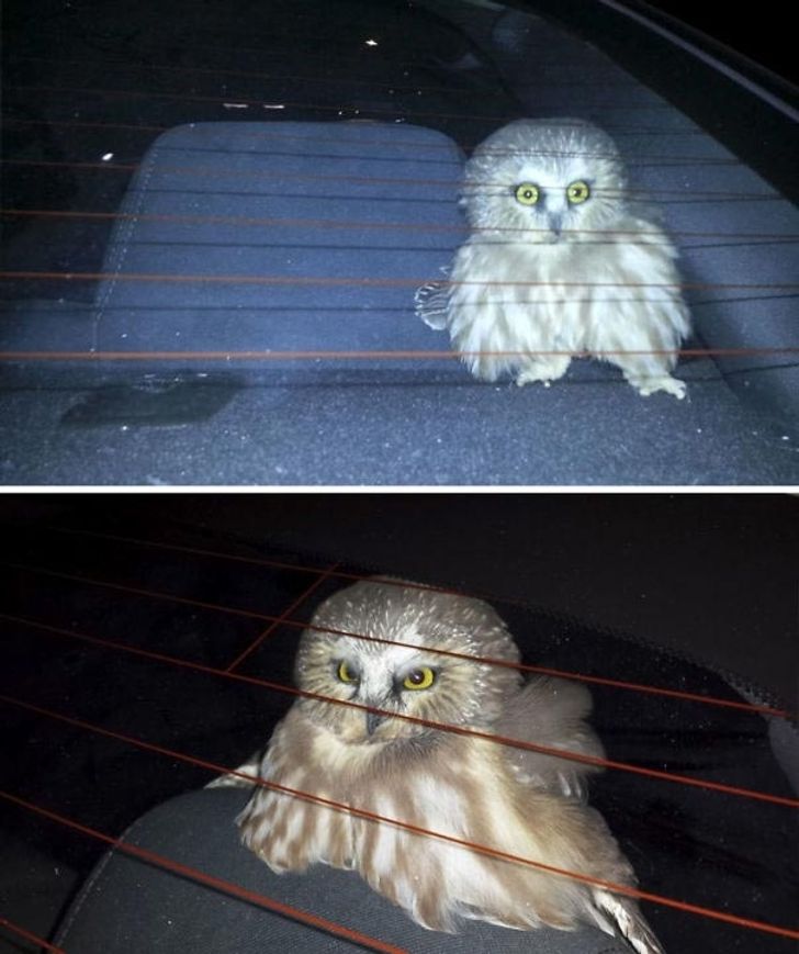 20 Adorable Photos That Prove There Are No Animals as Majestic as Owls