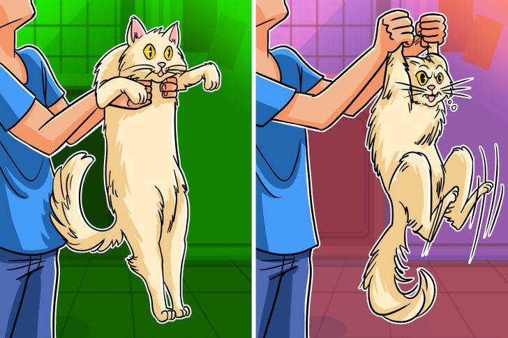 A Vet Explains How to Pick Up Your Cat Like a Pro (Bye Bye Scratches)