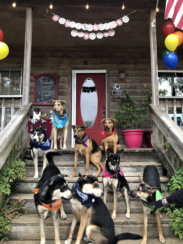A Year After the Litter Was Born, the Puppies Came Back for Their First Birthday Party