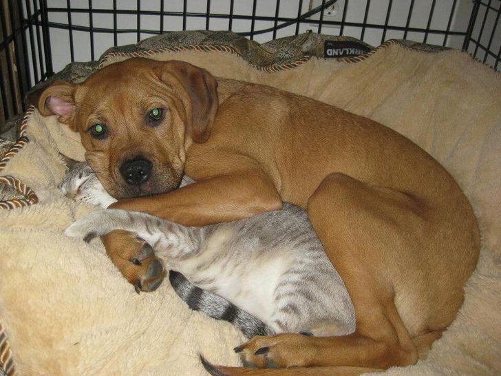 20 Funny Pics Of Cats And Dogs Living Together