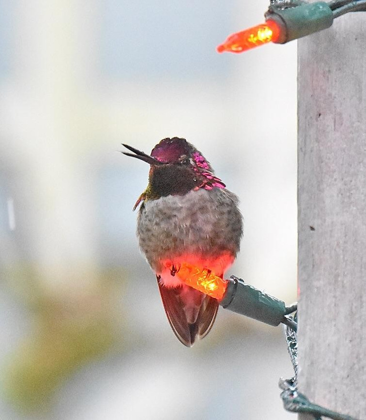 A Dad Snapped a Hummingbird Warming Itself on the Family’s Christmas Lights