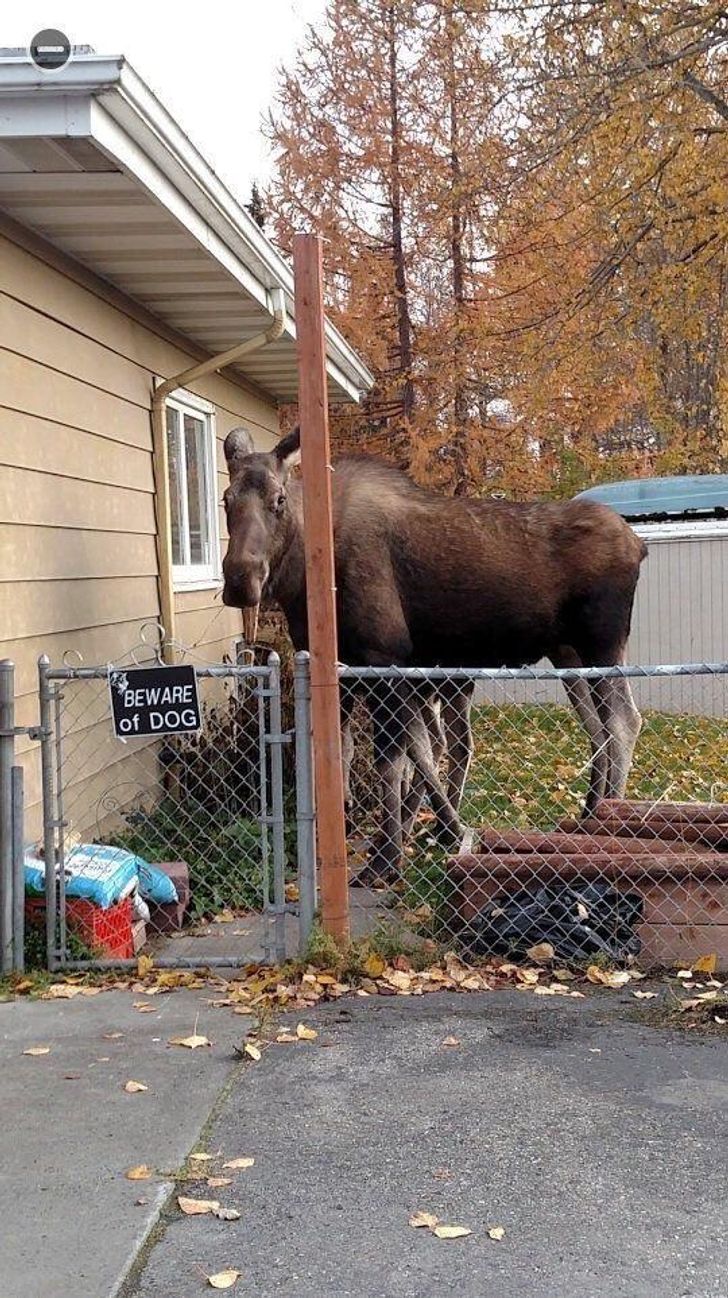 15+ Funny “Beware of the Dog” Signs and the Very Dangerous Dogs Behind Them